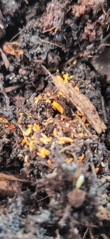orange springtails for sale